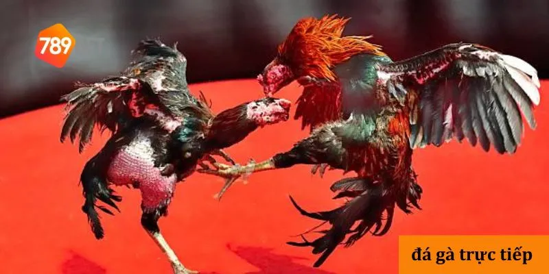 3 lý do nên chọn đá gà tại nhà cái