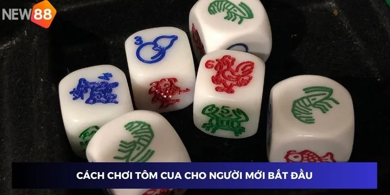 Cách chơi tôm cua cho người mới bắt đầu