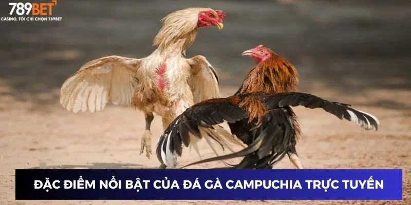 Đặc điểm nổi bật của đá gà Campuchia Trực Tuyến