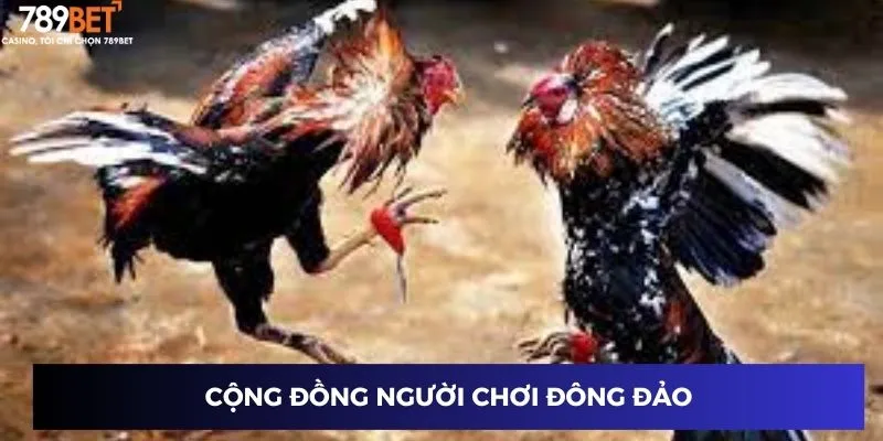Cộng đồng người chơi đông đảo