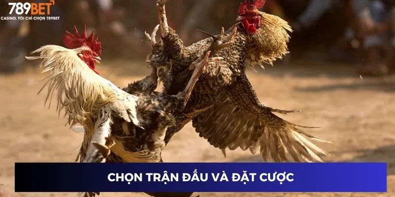 Đá Gà Hàng Xáo – Mẹo Vàng Chinh Phục Thắng Lớn 789BET 3 Chọn trận đấu và đặt cược