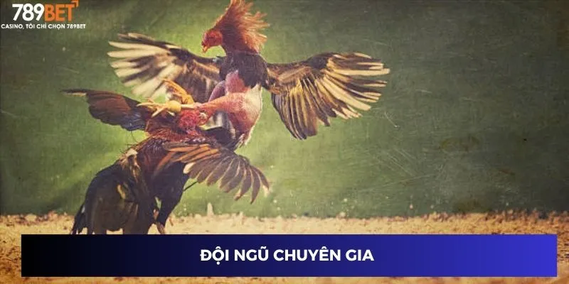 Đội ngũ chuyên gia 