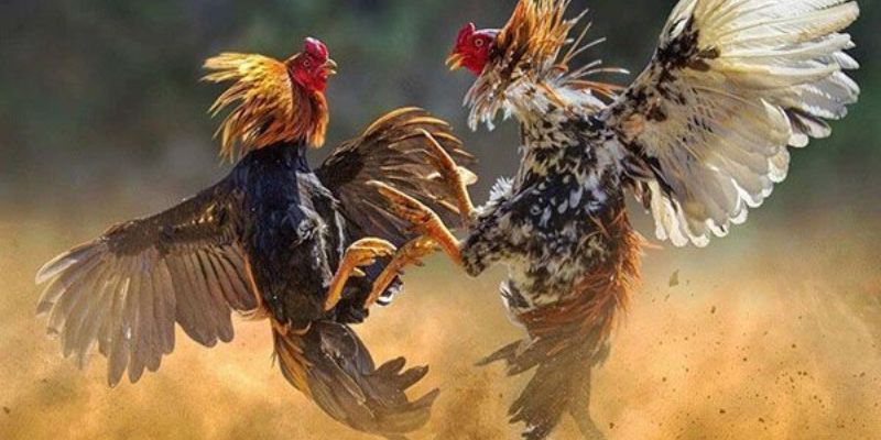 Đá Gà Trên Mạng Hấp Dẫn - Thử Sức Ngay Cùng Hi88 2 Đôi nét về trò chơi đá gà trên mạng
