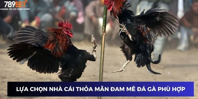 Lựa chọn nhà cái thỏa mãn đam mê đá gà phù hợp